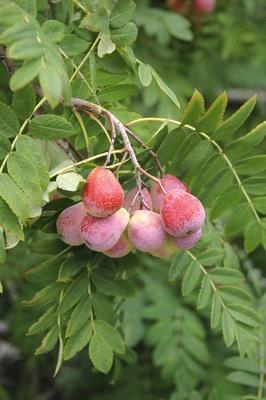 Speierling Sorbus domestica Sossenheimer Riesen Sorbus domestica Sossenheimer Riesen Sorte Soss-stock-foto