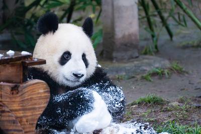 Chongqing Zoo Giant Panda-stock-foto