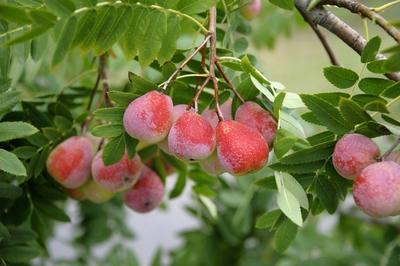 Speierling Sorbus domestica Sossenheimer Riesen Sorbus domestica Sossenheimer Riesen Sorte Soss-stock-foto