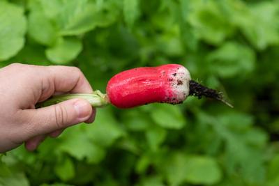 Ripe radishes grown at home on a balcony. Ripe radishes grown at home on a balcony. Copyright: xZoonar.com/TrygvexFinkel-stock-foto