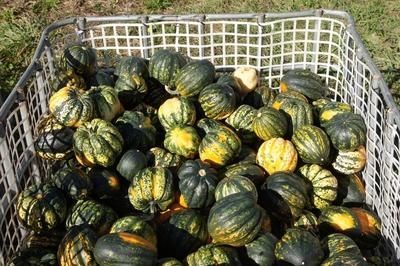 Cucurbita pepo Chamaeleon, Kuerbis, pumpkin Cucurbita pepo Chamaeleon, Kuerbis, pumpkin Copyright: xZoonar.com/PeterxHim-stock-foto