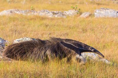 Der Gro?e Ameisenb?r ist der weitaus gr??te Vertreter der Ameisenb?ren, Suedamerika, Pantanal-stock-photo