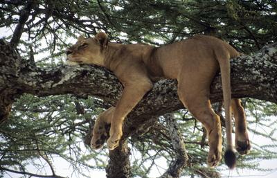 Eine afrikanische L?win h?lt ein Mittagsschl?fchen auf einer Schirmakazie im Serngeti-Nationalpark, Tansania.-stock-photo