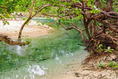 Tidal Creek - Espiritu Santo A beautiful little tidal creek curves trough lush vegetation - Espiritu Santo, Vanuatu Copy-stock-foto
