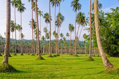 Manicured lawn with coconut trees - Espiritu Santo Manicured lawn and rows of coconut palm trees - Espiritu Santo, Vanua-stock-foto