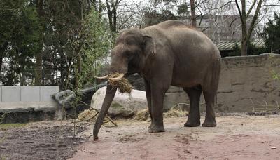 Pressetermin im Tierpark Hagenbeck. Elefantenbulle Maurice wird in dem extra f?r ihn hergerichteten Innengehege der ?ffe-stock-photo