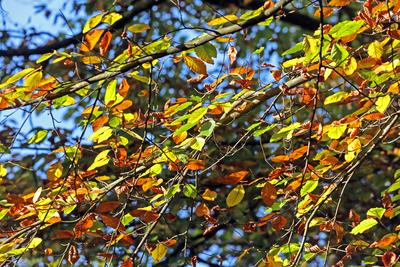 ?berlebenswichtige W?lder f?r die Menschheit Der herbstliche Wald oberhalb vom Essener Ruhrtal im Ausschnitt von Wildwuc-stock-foto