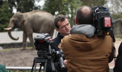 Pressetermin im Tierpark Hagenbeck. Elefantenbulle Maurice wird in dem extra f?r ihn hergerichteten Innengehege der ?ffe-stock-photo