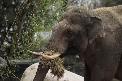 Pressetermin im Tierpark Hagenbeck. Elefantenbulle Maurice wird in dem extra f?r ihn hergerichteten Innengehege der ?ffe-stock-photo