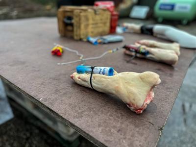 Die Feuerwehr Hamburg zeigt, wie gef?hrlich illegales Feuerwerk sein kann. Anhand einer Schweinepfote, die einer menschl-stock-photo