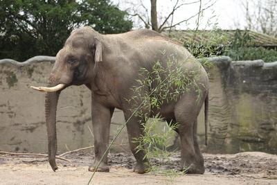 Pressetermin im Tierpark Hagenbeck. Elefantenbulle Maurice wird in dem extra f?r ihn hergerichteten Innengehege der ?ffe-stock-photo