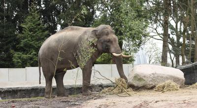 Pressetermin im Tierpark Hagenbeck. Elefantenbulle Maurice wird in dem extra f?r ihn hergerichteten Innengehege der ?ffe-stock-photo
