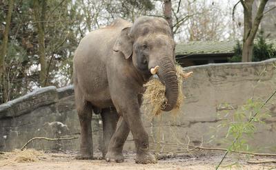 Pressetermin im Tierpark Hagenbeck. Elefantenbulle Maurice wird in dem extra f?r ihn hergerichteten Innengehege der ?ffe-stock-foto