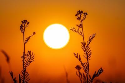 Sonnenuntergang im Taunus Die untergehende Sonne scheint auf Pflanzen am Gro?en Feldberg im Taunus., Schmitten Hessen De-stock-foto