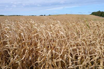 Landwirtschaft Trockenheit Mais Ein Feld mit vertrocknetem Mais in der Gemeinde Oberbarnim, im Landkreis Maerkisch-Oderl-stock-foto