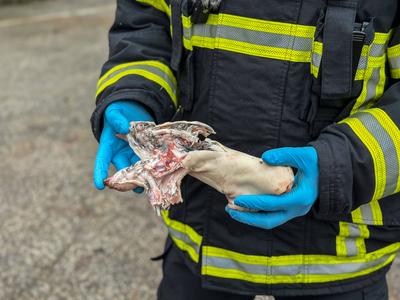 Die Feuerwehr Hamburg zeigt, wie gef?hrlich illegales Feuerwerk sein kann. Anhand einer Schweinepfote, die einer menschl-stock-photo