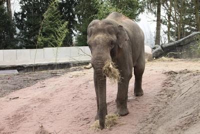 Pressetermin im Tierpark Hagenbeck. Elefantenbulle Maurice wird in dem extra f?r ihn hergerichteten Innengehege der ?ffe-stock-photo