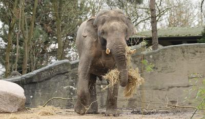 Pressetermin im Tierpark Hagenbeck. Elefantenbulle Maurice wird in dem extra f?r ihn hergerichteten Innengehege der ?ffe-stock-foto