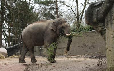 Pressetermin im Tierpark Hagenbeck. Elefantenbulle Maurice wird in dem extra f?r ihn hergerichteten Innengehege der ?ffe-stock-photo