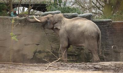 Pressetermin im Tierpark Hagenbeck. Elefantenbulle Maurice wird in dem extra f?r ihn hergerichteten Innengehege der ?ffe-stock-photo