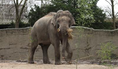 Pressetermin im Tierpark Hagenbeck. Elefantenbulle Maurice wird in dem extra f?r ihn hergerichteten Innengehege der ?ffe-stock-photo