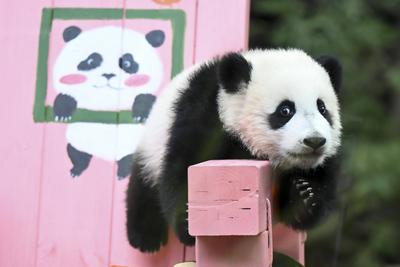 GUANGZHOU, CHINA - DECEMBER 18: Giant panda cub nicknamed Mei Zhu plays on a chair at Guangzhou Chimelong Safari Park on-stock-foto