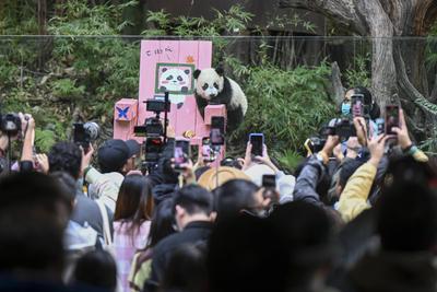 GUANGZHOU, CHINA - DECEMBER 18: Giant panda cub nicknamed Mei Zhu plays on a chair as visitor take photos of her at Guan-stock-foto
