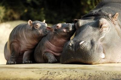 Bildnummer: 52896400  Datum: 22.01.2009  Copyright: imago/HohlfeldFlusspferd Nicole (Hippopotamus amphibius) mit Jungen im Berliner Zoo , Tiere; 2009, Berlin, Jungtier; , quer, Kbdig, Gruppenbild, close,  ,  o0 Deutschland, Europa, Nilpferd, JungtierBildnummer 52896400 Date 22 01 2009 Copyright Imago Hohlfeld Hippopotamus Nicole Hippopotamus amphibius with Boys in Berlin Zoo Animals 2009 Berlin Young animal horizontal Kbdig Group photo Close o0 Germany Europe Nilpferd Young animal-stock-photo