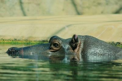 Berlin 29 06 15 Zoologischer Garten Berlin Diese Woche soll es in Berlin richtig heiss werden da fr-stock-photo
