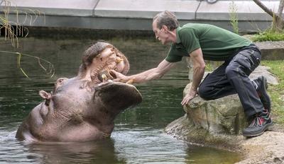 Berlin 11 07 15 Zoologischer Garten Berlin Bild Motiv Verhuetung bei den Flusspferden damit es nic-stock-photo