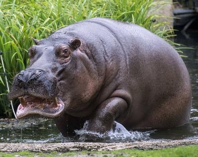 Berlin 18 10 15 Zoologischer Garten Berlin Bild Motiv Flusspferd Nicole-stock-photo