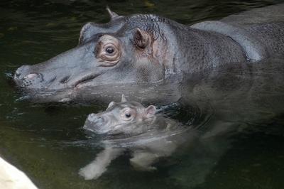 Bildnummer: 50880913  Datum: 18.08.2005  Copyright: imago/Manja Els?sserFlusspferd NICOLE (Hippopotamus amphibius) mit Nachwuchs im Berliner Tierpark , Tiere; 2005, Berlin,  , Nilpferd, Nilpferde, Flusspferde, Jungtier, Jungtiere, jung, junge, junges; , quer, Kbdig, Gruppenbild, close, Deutschland / Muttertier, Muttertiere-stock-photo