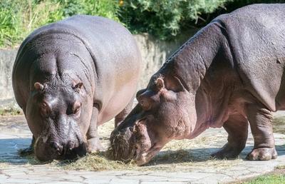 Berlin 18.07.22 Zoologischer Garten Berlin Hitze in Berlin, die jedes Zootier hat seine eigenen Angewohnheiten damit umz-stock-foto