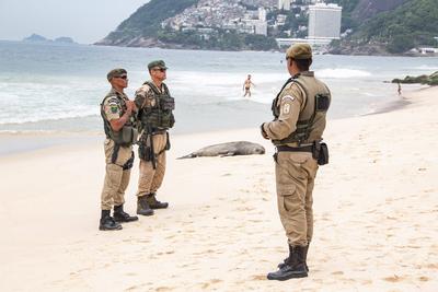 Sea lion remains on the sands of ipanema beach in rio de janeiro-stock-foto