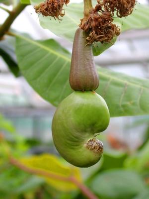 Kaschunuss, Acajubaum, Nierenbaum, Kaschubaum, Cashew, Cashewnuss, Cashew-Nuss (Anacardium occidentale), junge Frucht ca-stock-foto
