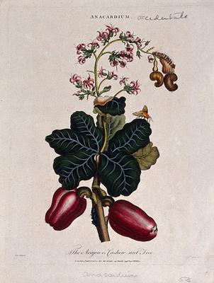 Cashew nut tree (Anacardium occidentale): fruiting and flowering branch. Coloured etching by J. Pass, c. 1796, after J.-stock-foto