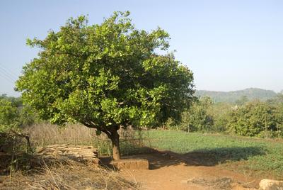 Cashew tree in sunlight Copyright: xSatishxParashar/DinodiaxPhotox-stock-photo