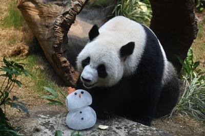 Entertainment Bilder des Tages HONG KONG, CHINA - DECEMBER 23: Giant panda Ke Ke looks at a ice sculpture of snowman at-stock-photo