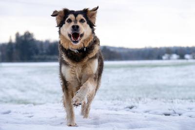 Entertainment Bilder des Tages Bavaria, Germany - December 24, 2024: A running dog in the snow shows dynamism and energy-stock-photo