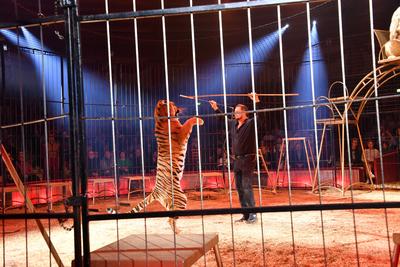 Martin Lacey jr. / Circus Krone / 1. Winterprogramm / Freestyle / Manege / KroneBau / M?nchen / 25. Dezember 2024 *** Ma-stock-foto