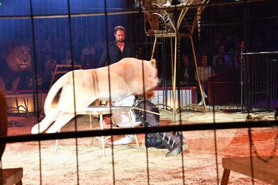 Martin Lacey jr. / Circus Krone / 1. Winterprogramm / Freestyle / Manege / KroneBau / M?nchen / 25. Dezember 2024 *** Ma-stock-foto