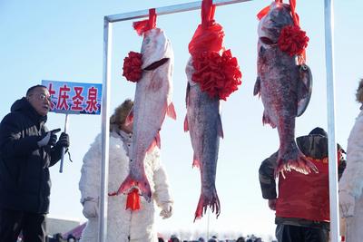 DAQING, CHINA - DECEMBER 27: The first fish caught from the frozen Lianhuan Lake is sold for around 2.88 million yuan (a-stock-foto