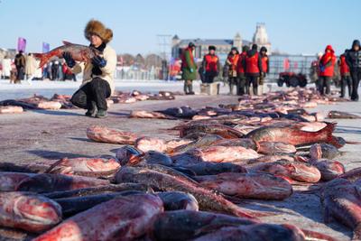 DAQING, CHINA - DECEMBER 27: A tourist poses with fish caught from the frozen Lianhuan Lake during a winter fishing even-stock-foto
