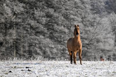 Schw?bische Alb zeigt sich winterlich: Sch?ne Bilder mit Eis, Frost und Raureif-stock-foto
