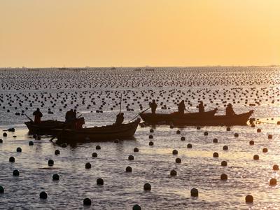 RONGCHENG, CHINA - DECEMBER 29: Fishermen work at a kelp farming area of Ailun Bay Marine Ranch at sunrise on December 2-stock-foto