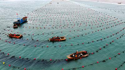 RONGCHENG, CHINA - DECEMBER 29: Fishermen work at a kelp farming area of Ailun Bay Marine Ranch at sunrise on December 2-stock-foto