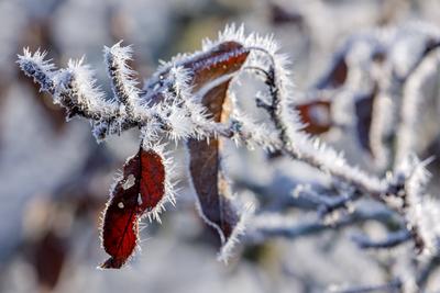 Winterwetter in Brandenburg-stock-foto