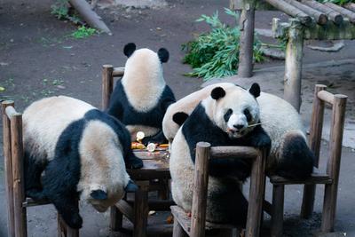 Giant Panda Celebrate New Year in Chongqing Zoo-stock-foto