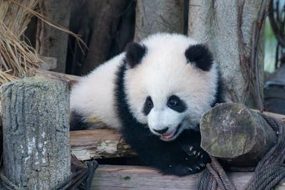Giant Panda Celebrate New Year in Chongqing Zoo-stock-foto