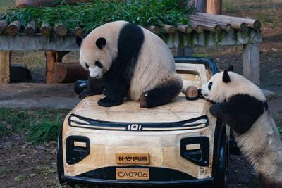 Giant Panda Celebrate New Year in Chongqing Zoo-stock-foto